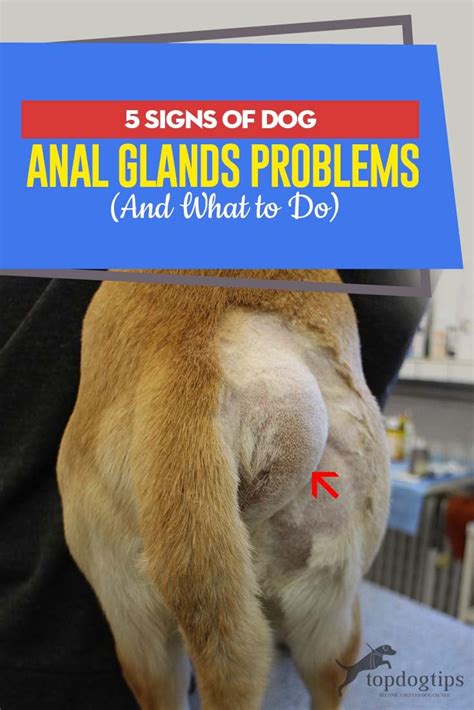 my dogs butt is leaking|What To Do If Your Dogs Anal Glands Are Leaking